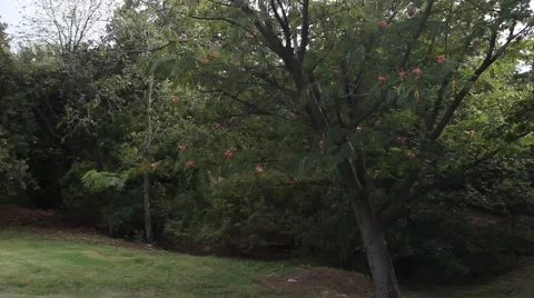 Mimosa Tree in park Vidéo 67181440