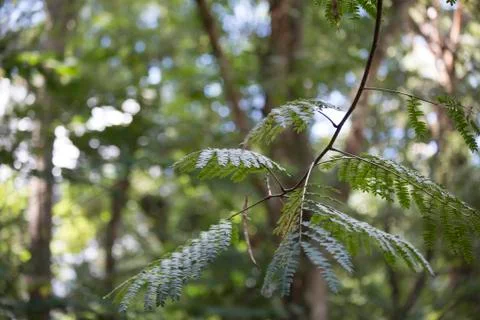 Mimosa Tree Foto stock