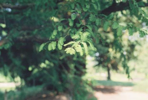 Mimosa Tree Stock Photos