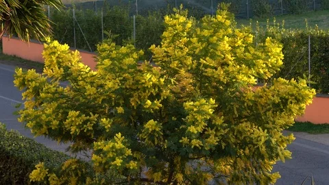 Mimosa tree on a street Stock Footage 125534319