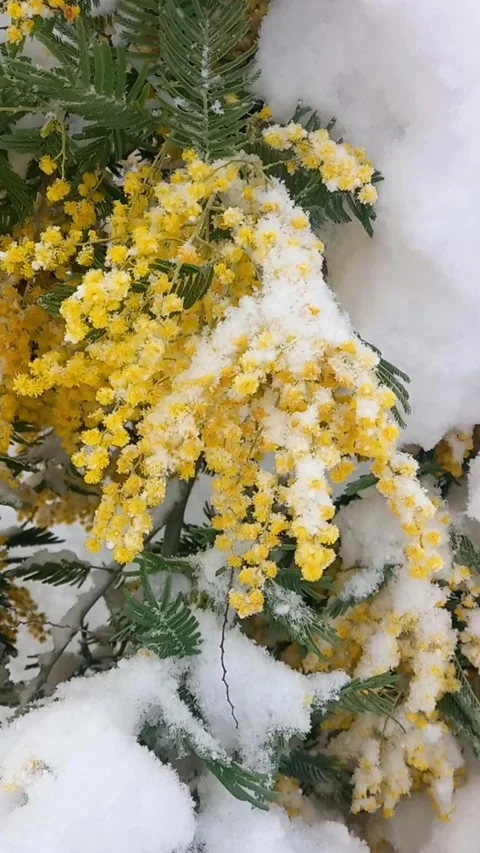 Mimosa tree under snow. Winter season nature view 104548~2 Stock Footage 304370482