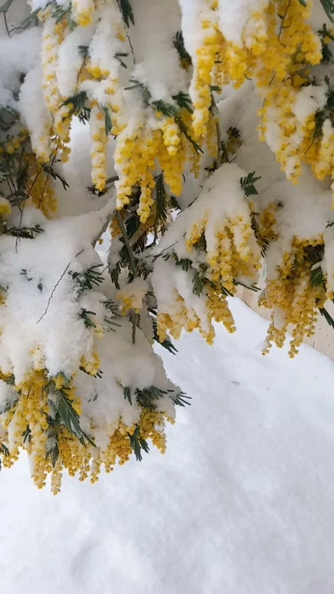 Mimosa tree under snow. Winter season nature view  104625~2 Stock Footage 304370517
