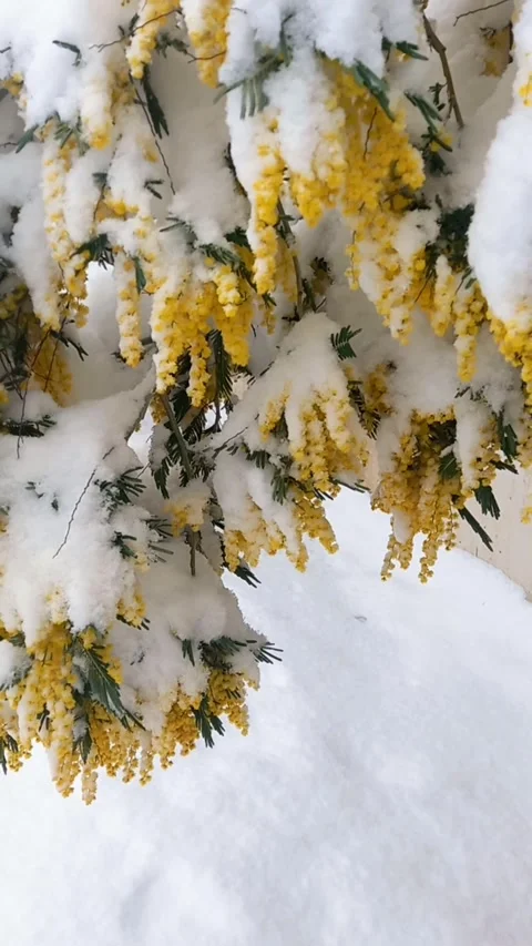 Mimosa tree under snow. Winter season nature view 104637~2 Stock-Footage 304370536