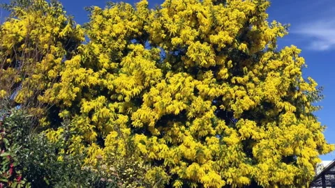 Mimosa tree in the wind Stock Footage 148948532