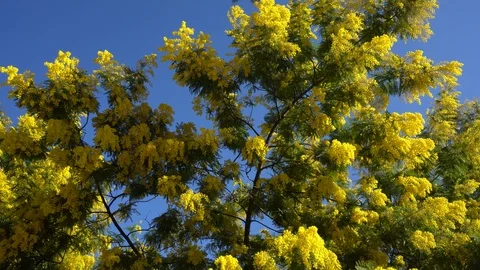 Mimosa tree. Yellow bloom Stock Footage 124644212