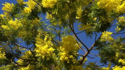 Mimosa tree with yellow flowers. Stock Footage 124644319