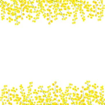 Mimosa yellow spring flower border and frame. Watercolor hand drawn illustration Stock Illustration