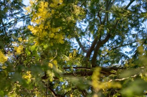 Mimosa1 Stock Photos