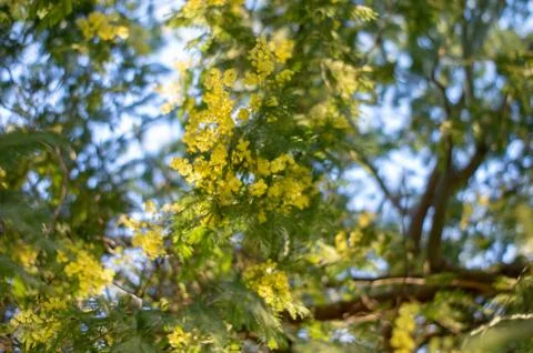 Mimosa2 Stock Photos