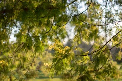 Mimosa3 Stock Photos