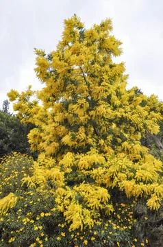Mimose flower Stock Photos