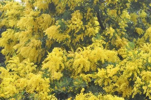 Mimose flower Stock Photos