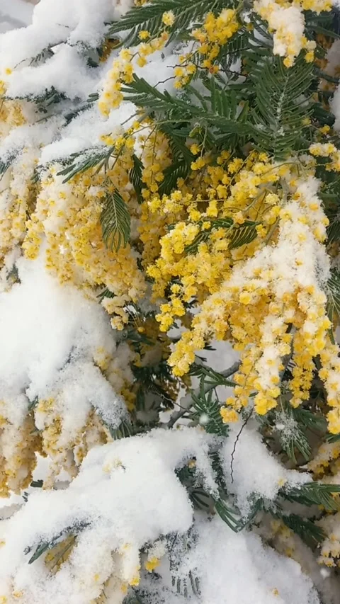 Mimoza trees under snow, yellow flowers Stock-Footage 304370480