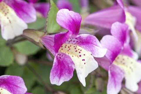 Mimulus naiandinus 库存照片