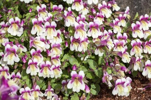 Mimulus naiandinus Stock Photos