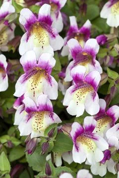 Mimulus naiandinus Stock Photos