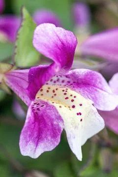 Mimulus naiandinus 스톡 사진
