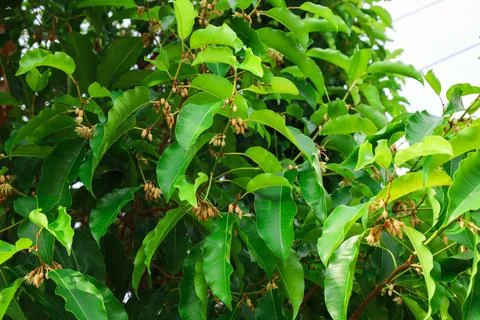 Mimusops elengi tree, and there are flowers and buds all over the tree. Foto stock