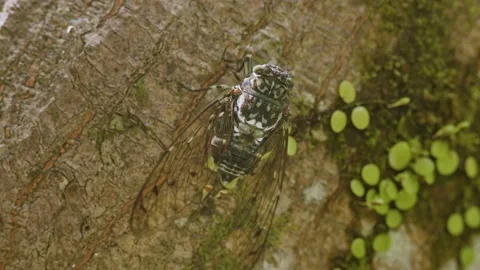 Min-min Cicada Vocalising on a Tree. Stock Footage 207079533