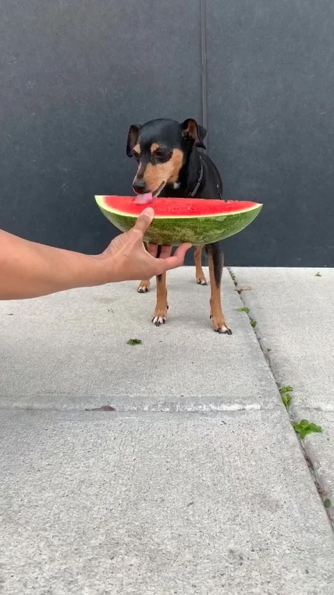 Min pin eats watermelon Stock Footage 277673224