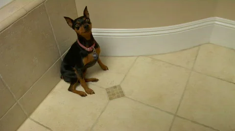 Min pin lay Stock-Footage 516823