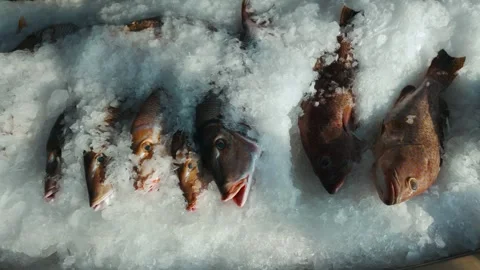 Mina District in Doha, Qatar Stock Footage 327558619