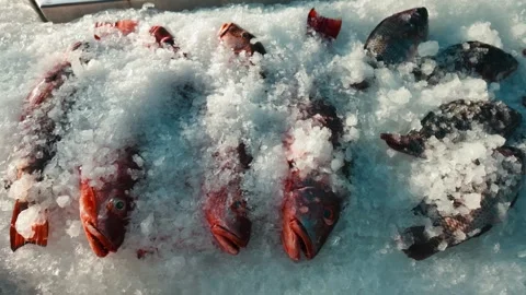 Mina District in Doha, Qatar Stock Footage 327558633