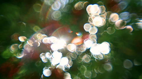 Mindbending play of sunshine through defocused green foliage and red berries Stock Footage 58450045