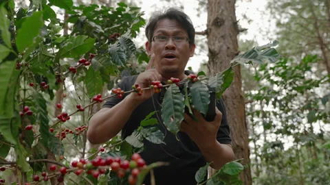 Mindful researcher is explaining the properties of Arabica coffee Stock Footage 143801062