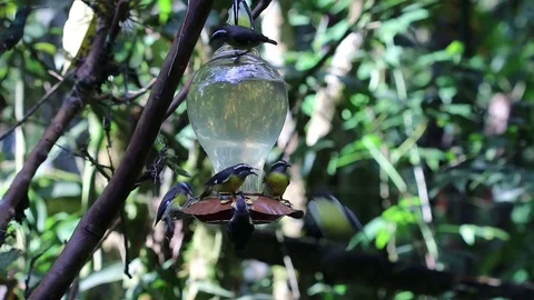 Mindo humming bird feeder Stock Footage 77258365