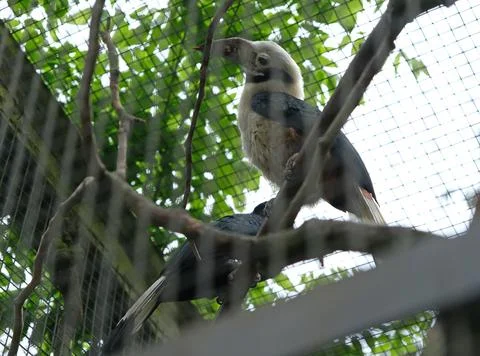Mindoro hornbill (Penelopides mindorensis). Stock Photos