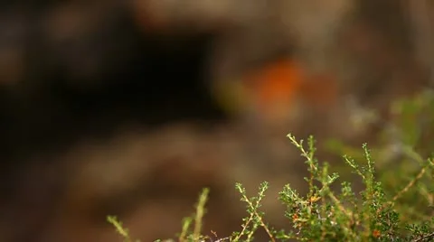 Mineral rocks rack focus Stock Footage 20494227