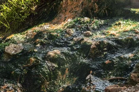 Mineral Spring Stream with Algae Stock Photos