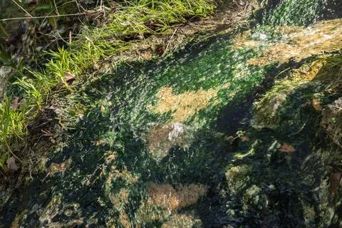 Mineral Spring Stream with Algae Stock Photos