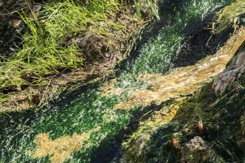 Mineral Spring Stream with Algae Foto stock