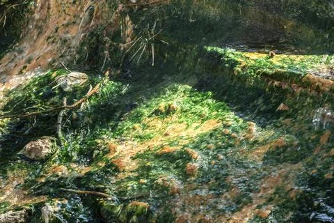 Mineral Spring Stream with Algae Stock Photos