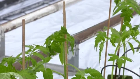 Mineral wool mat for growing plants. Mineral-cotton cube for seedlings Video stock 124625280