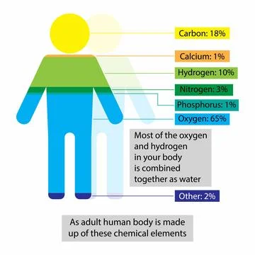 Minerals in the human body Stock Illustration