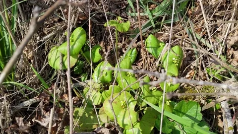 Miner's lettuce blowing in the wind at Cattle Point Stock Footage 190811486