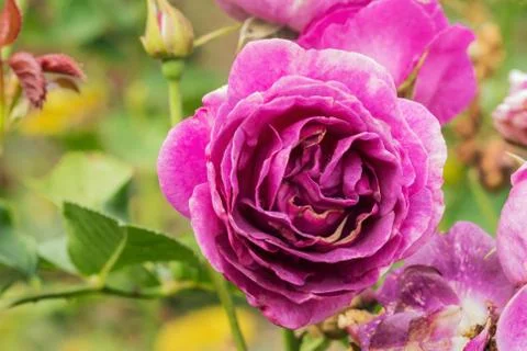 Minerva rose Stock Photos