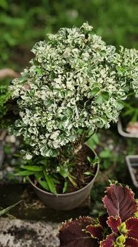 Ming aralia Foto stock