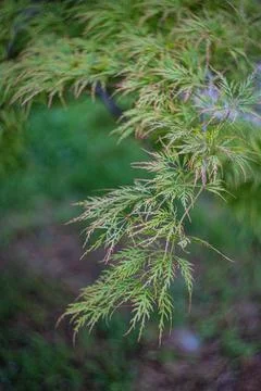 Mini acer tree in the park Stock Photos