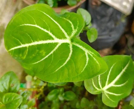 Mini anthurium in the vas Stock Photos