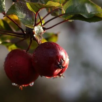 Mini apples Foto stock