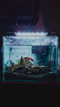 Mini aquarium on the dark side Stock Photos