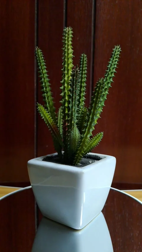 Mini artificial green cactus white ceramic pot Stock Footage 341237386