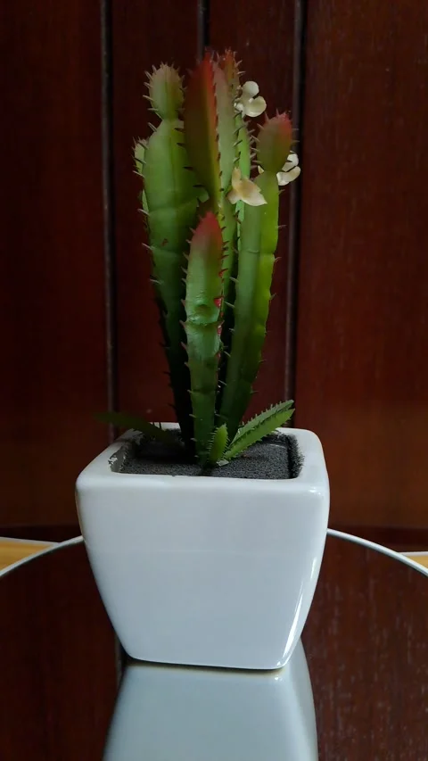 Mini artificial green cactus white ceramic pot Stock Footage 341239300