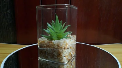 Mini artificial green succulent plant in transparent white glass Stock Footage 341240923