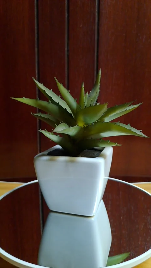Mini artificial green succulent white ceramic pot Stock Footage 341237991