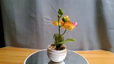 Mini artificial orange orchid in white ceramic pot Stock Footage 341232985